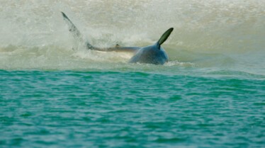 Invasion de requins au Cape Cod (1).jpg