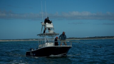 Invasion de requins au Cape Cod (2).jpg