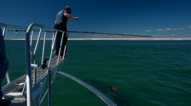 Invasion de requins au Cape Cod (3).jpg