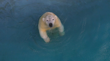 Une saison au zoo 12 (2).tif