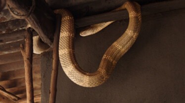 Au royaume des serpents (2).jpg