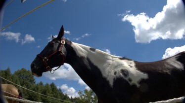 L'incroyable Dr Pol  La fête des mères (3).jpg