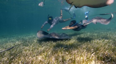 Requin marteau Monstre des mers (1).jpg