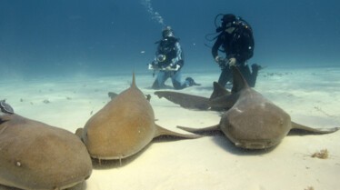 Requin marteau Monstre des mers (2).jpg