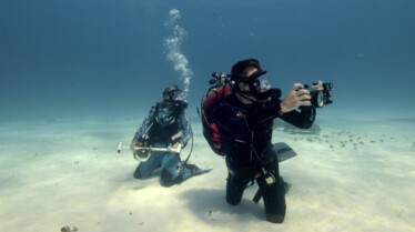 Requin marteau Monstre des mers (3).jpg