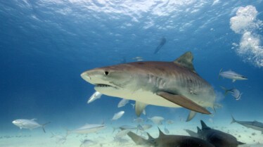 Requin marteau Monstre des mers (4).jpg