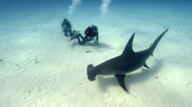 Requin marteau Monstre des mers (5).jpg