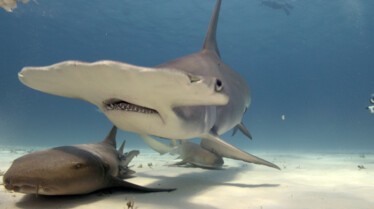 Requin marteau Monstre des mers (7).jpg