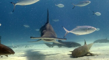 Requin marteau Monstre des mers (8).jpg