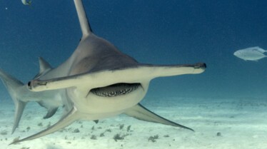 Requin-marteau, monstre des mers