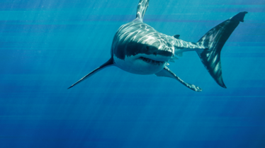 Game of sharks (2).png