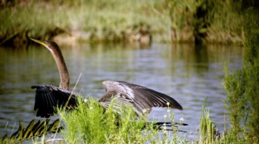 Les cowboys des marais  Le méchant alligator (3).JPG
