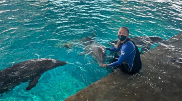 Requins vs Dauphins Bahamas (2).jpg