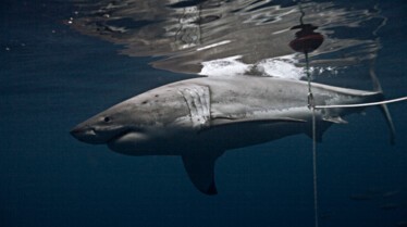 Les hommes-requins  Première morsure (2).JPG