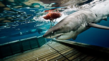 Les hommes-requins  Première morsure (3).JPG