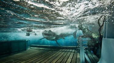 Les hommes-requins  Gouttes de sang (3).JPG