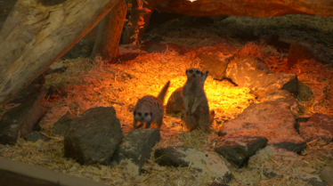 Une saison au zoo  (3).tif