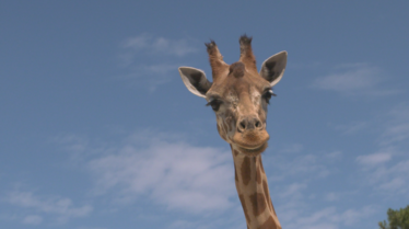 Une saison au zoo  (1).tif