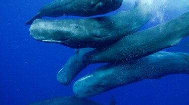 La dynastie des orques (1).jpg