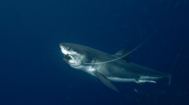 Les hommes-requins  Gouttes de sang (2).JPG