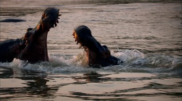 Prédateurs nocturnes (2).jpg