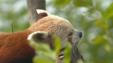 Une saison au zoo (1).tif