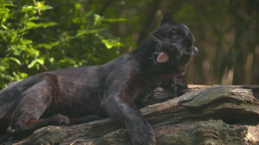 Une saison au zoo (2).tif