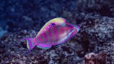 Paradis en danger  L’île de Niue (3).jpg