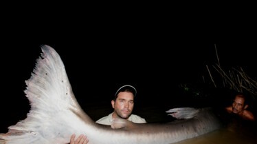 Bêtes de poissons  Une infâme réputation (1).JPG