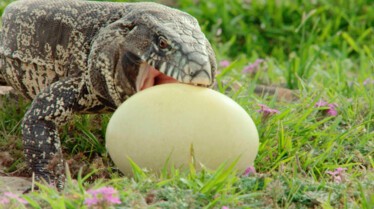 Destination Wild Argentine - Montagnes des extrêmes (2).jpg