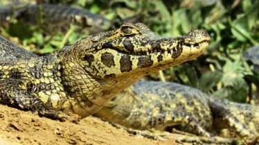 Destination Wild Argentine - Montagnes des extrêmes (3).jpg