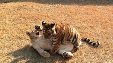 Drôles d'amis  Drôles d'amours (2).JPG