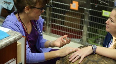 La clinique des animaux exotiques  Ventre sur patte (2).jpg