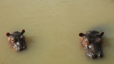 La grande invasion  Des hippopotames (1).JPG