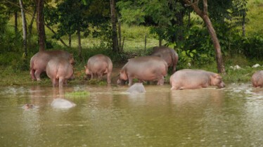 La grande invasion  Des hippopotames (2).JPG