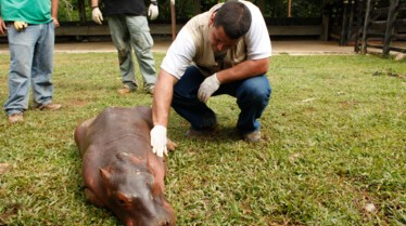 La grande invasion  Des hippopotames (3).JPG