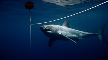 Les hommes-requins  Attrapez le monstre ! (2).JPG