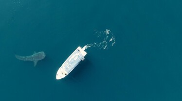 Bêtes de poissons  Le goonch géant (3).jpg
