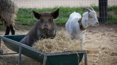 Drôles d'amis  Un mouton garde du corps (2).jpg