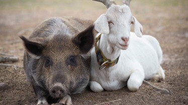 Drôles d'amis  Un mouton garde du corps (3).jpg