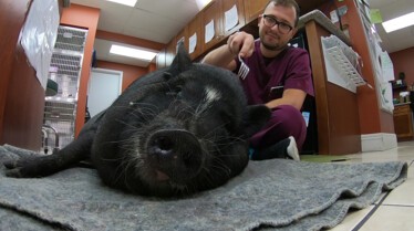 La Clinique des animaux exotiques  Dr T à l’honneur ! (1).jpg