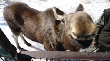 La grande invasion  Des élans (1).JPG