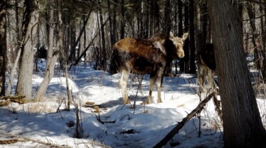 La grande invasion  Des élans (2).JPG
