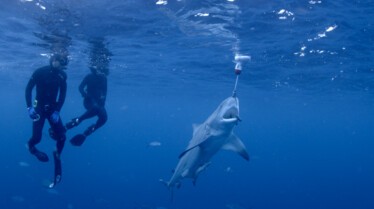 Les hommes-requins  Les cannibales de Cortés (3).jpg