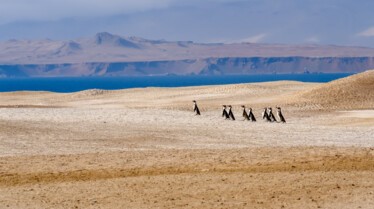 Destination Wild  Pérou - La côte sauvage (1).jpg