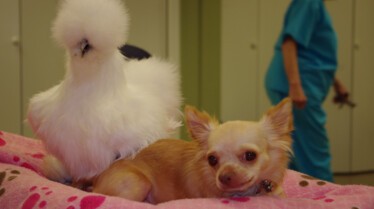 Drôles d'amis  Le Chihuahua et le poussin (1).jpg