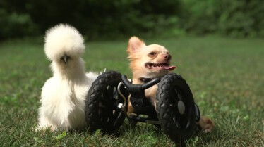 Drôles d'amis  Le Chihuahua et le poussin (2).JPG