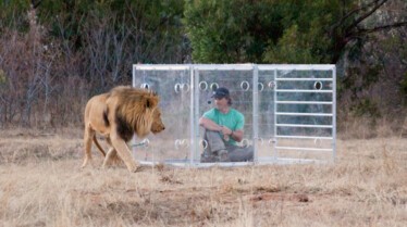 Man vs Lion (2).jpg
