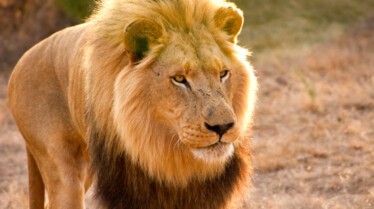 Man vs Lion (3).jpg