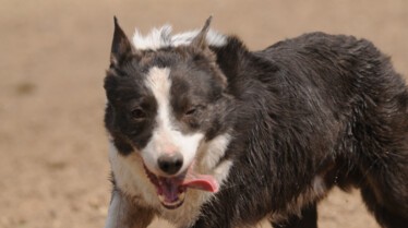 Bêtes de ferme  Nom d'un chien! (1).jpg